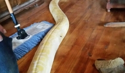 Trăn dài 5m tự tìm đường về nhà sau 2 tuần mất tích