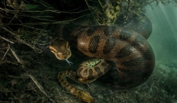 Video: Trăn anaconda khủng xơi tái bạn tình sau khi giao phối