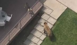 Gấu hoang lẻn vào nhà dân trộm chó