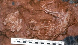 Nhà khoa học phát hiện loài khủng long mới từ hóa thạch ở Trung Quốc