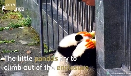 Video: Cuộc tẩu thoát cực đáng yêu của 4 chú gấu trúc