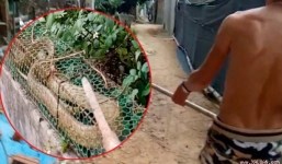 Bắt được rắn dài hơn 2 mét trong nghĩa trang