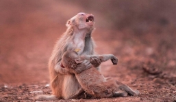 Khỉ mẹ đau đớn ôm con nằm bất động gây sốt MXH