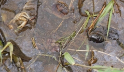 Video: Bắt được hàng trăm con cua sau cơn mưa ở miền Tây