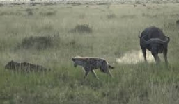 Video: Trâu rừng hiệp sức giết tận bầy linh cẩu định xé xác nghé con