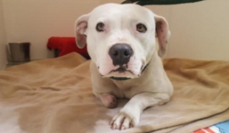 Chó tự cắn cụt chân để thoát xiềng xích