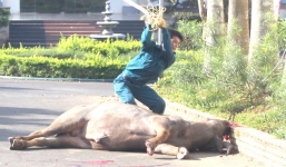 Trâu 'điên' xông vào đám đông, một người bị trọng thương