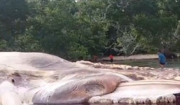 Video: Sự thật về xác 'quái vật' 15m nhuộm đỏ nước biển Indonesia