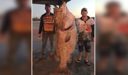 Cần thủ vật lộn kéo cá khủng 70kg lên thuyền ở Australia