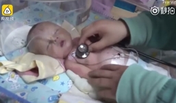 Chú chó kịp thời cứu em bé sơ sinh bị chôn sống