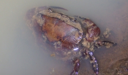 Video: Thú vui soi đèn bắt cua đồng, rắn vào nửa đêm ở miền Tây