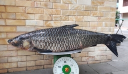 Người dân câu được cá trắm nặng 41kg bán 45 triệu đồng