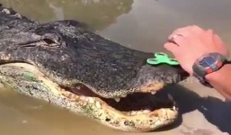 Video: Hy hữu cảnh cá sấu nửa tấn ngây người ngắm đồ chơi quay trên mõm