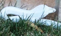 Rắn hổ mang bạch tạng trả 180 triệu chưa bán gây xôn xao MXH