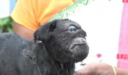 Hy hữu dê một mắt được dân làng tôn thờ ở Ấn Độ