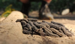 Sinh vật lạ màu đen lúc nhúc di chuyển trên sàn nhà, lại gần mới phát hiện sự thật sởn tóc gáy