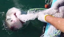 Video: Cá mập bị đấm chảy máu mũi khi cố giằng lưới ngư dân