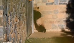 Video: Gấu trúc mẹ cào tường tìm con khiến nhiều người xúc động