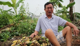 Giám đốc thuê hàng chục côn đồ chém nát 3.000 cây chuối của nông dân