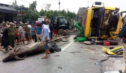 Tin TNGT mới nhất ngày 20/5: Xe chở trâu lật, quốc lộ ách tắc gần 2 giờ