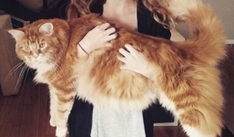 Chú mèo khổng lồ dài nhất thế giới 120cm, chỉ ăn thịt kangaroo