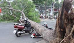 Cây xanh bất ngờ bị bật gốc đè bẹp 2 xe máy