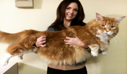 Chú mèo lập kỉ lục thế giới với chiều dài 1,2 mét