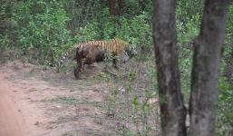 Video: Hổ săn báo ngay trong khu bảo tồn ở Ấn Độ