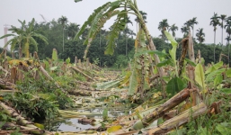 Vụ 3.000 cây chuối bị đốn gục: Công an Hải Phòng lên tiếng