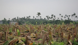 Vụ giám đốc doanh nghiệp thuê 'côn đồ' chém nát 3000 cây chuối của nông dân: Công an lên tiếng
