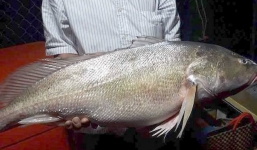 Ngư dân bắt được cá sủ vàng 'khủng' 8kg trên sông Tiền