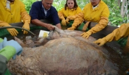 Cận cảnh trái tim nặng 2 tạ của cá voi xanh