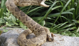 Suýt tử vong vì cố hôn rắn độc