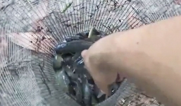 Về miền Tây mỏi tay bắt cá rô sau trận mưa rào