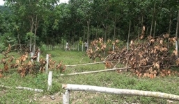 Điều tra vụ phá hoại hơn 300 cây cao su sắp thu hoạch ở Phú Yên