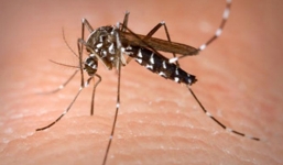 Sốt xuất huyết: Nguyên nhân và những triệu chứng của bệnh cần lưu ý