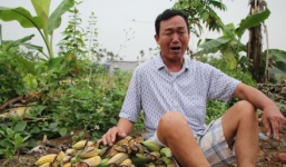 Vụ hàng nghìn cây chuối bị chặt phá: UBND huyện Thủy Nguyên chỉ đạo xác minh làm rõ