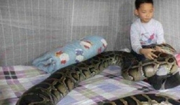 Trăn khổng lồ trở về sau 9 năm mất tích, ông bố giật mình khi phát hiện sự thật đằng sau