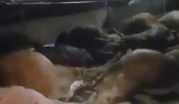 17 con bò ở Vĩnh Phúc lăn ra chết bất thường