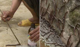 Cả vùng quê bị 'quái trùng' tấn công: Đổ thuốc sâu đậm đặc tiêu diệt, càng giết càng nhiều