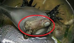 Ăn canh cá mẹ nấu, cô gái trẻ thất kinh khi nhìn thấy 'vật thể lạ' có hình thù kỳ dị