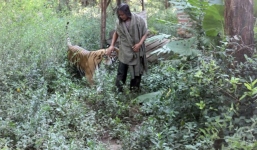 Hy hữu tình bạn giữa người và hổ kéo dài cả thập kỷ