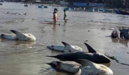 Sự thật thông tin cá mập chết trắng biển Mũi Né