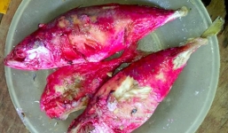 Xác định thủ phạm khiến cá kho chuyển màu đỏ bất thường tại Hà Tĩnh