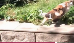 Mèo ba đuôi xuất hiện trên đường phố Bắc Kinh