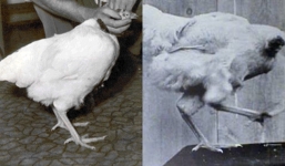 Chú gà không đầu vẫn sống 18 tháng: câu chuyện thật mà đến tận giờ vẫn chẳng mấy người tin