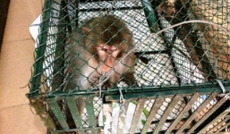 Kiểm lâm bắt được khỉ 'lạ' chuyên tấn công phụ nữ, trẻ em