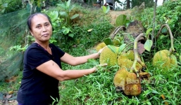 Người dân đổ xô xem cây mít bị chặt tận gốc nhưng vẫn chi chít quả