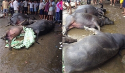 Ô tô tải bị chìm, 8 con trâu chết ngạt