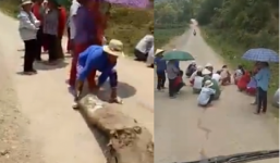 Người dân dựng lều, ngồi che ô giữa đường để xin tiền xe tải chở lợn